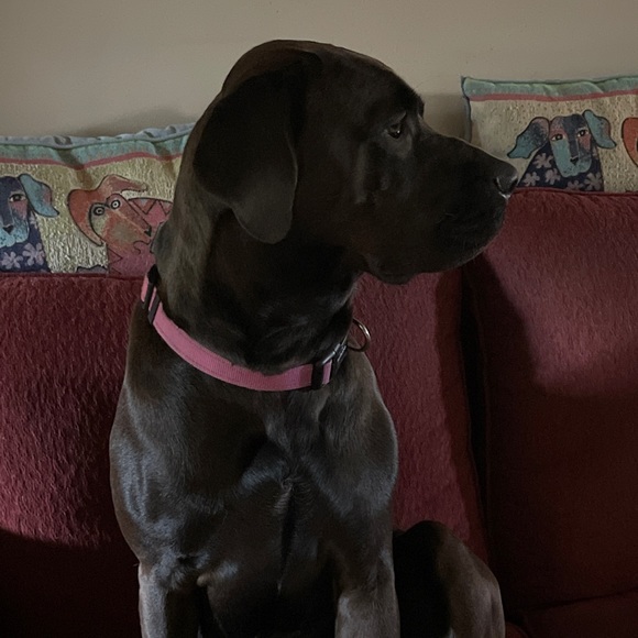 Meet your Posher, Victoria - Picture 12 of 17